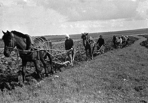 2-Пахота паров в колхозе «Новая жизнь» в одном из район. Смоленск. обл. 42.jpg