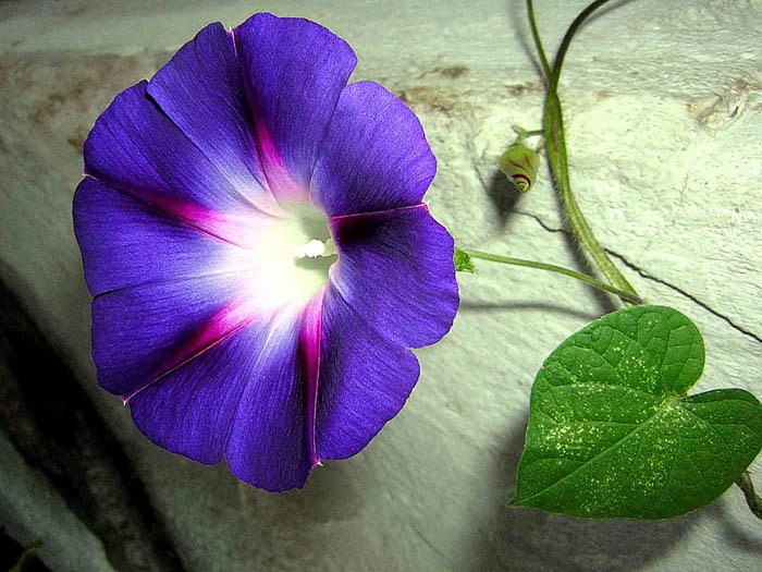 Ipomoea purpurea.jpg