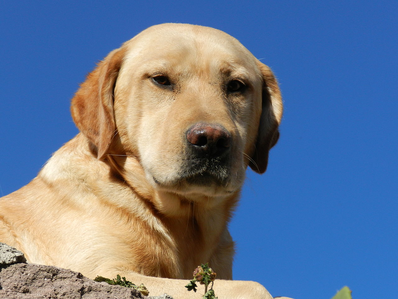 1280px-Labrador_Retriever_Adulto.jpg