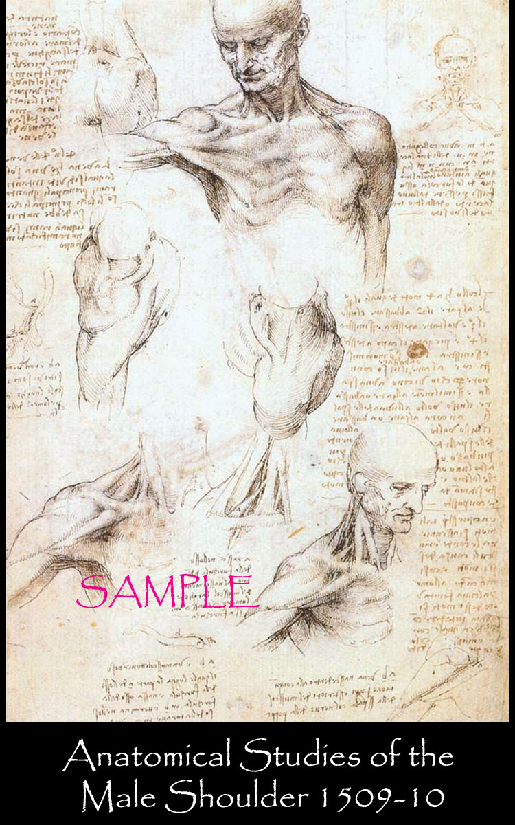 039_ACEO_LEONARDO_DA_VINCI_ANATOMICAL_STUDIES_OF_THE_MALE_SHOULDER_1509-10.jpg